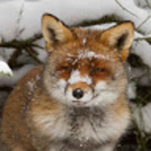 Meet your Posher, Maureen